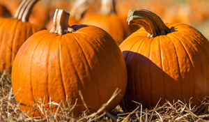Pumpkin Seeds