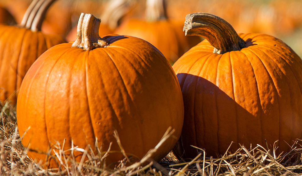 Pumpkin Seeds